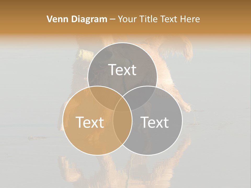Canine Dogs Golden PowerPoint Template