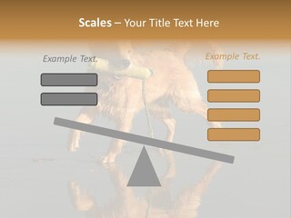 Canine Dogs Golden PowerPoint Template