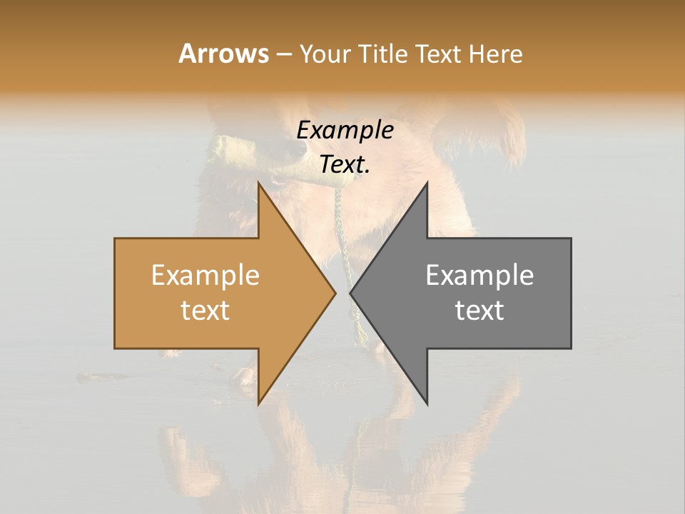 Canine Dogs Golden PowerPoint Template