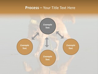 Canine Dogs Golden PowerPoint Template