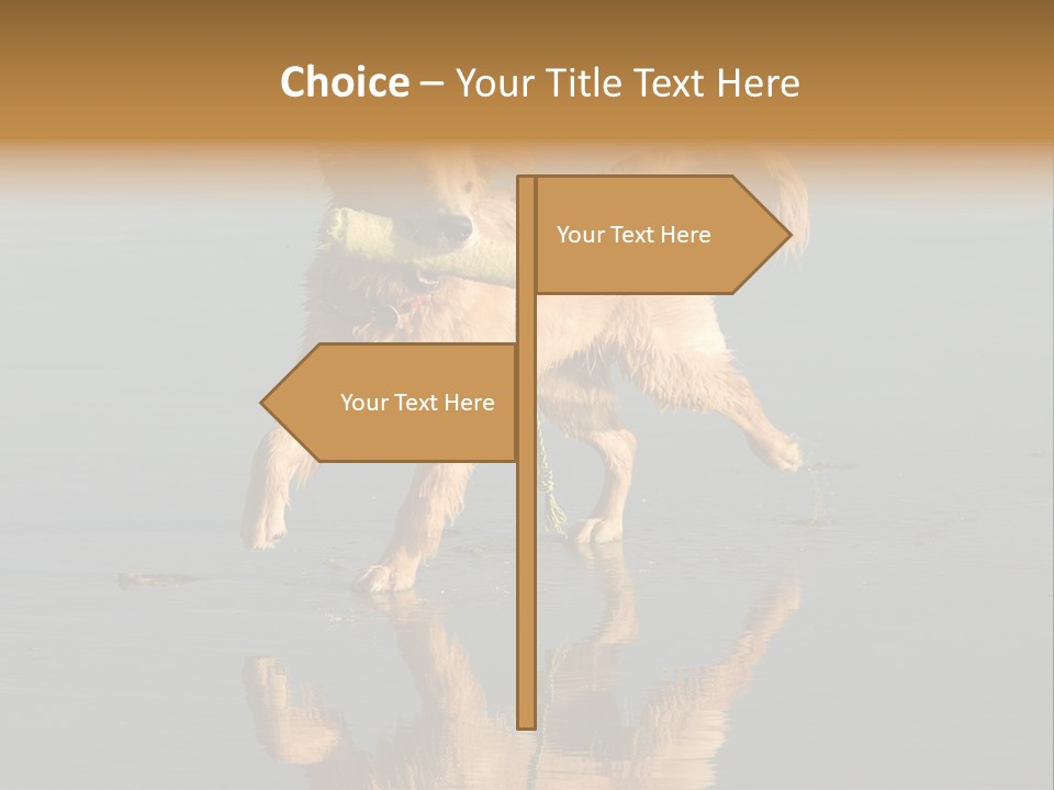 Canine Dogs Golden PowerPoint Template