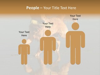 Canine Dogs Golden PowerPoint Template