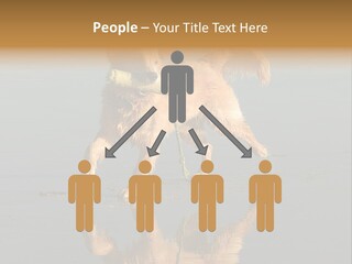 Canine Dogs Golden PowerPoint Template