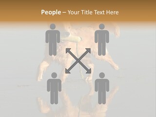 Canine Dogs Golden PowerPoint Template