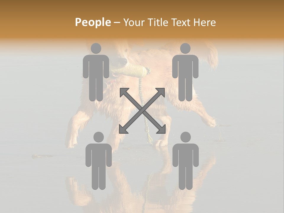 Canine Dogs Golden PowerPoint Template