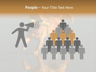 Canine Dogs Golden PowerPoint Template