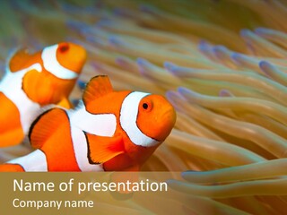 Fish Colorful Anemone Fish PowerPoint Template