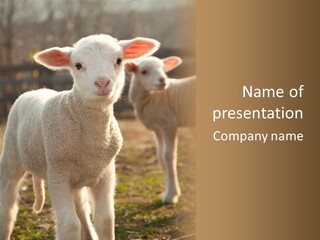 Seasonal Face Lamb PowerPoint Template