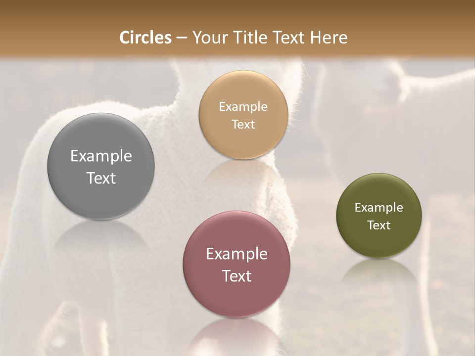 Seasonal Face Lamb PowerPoint Template