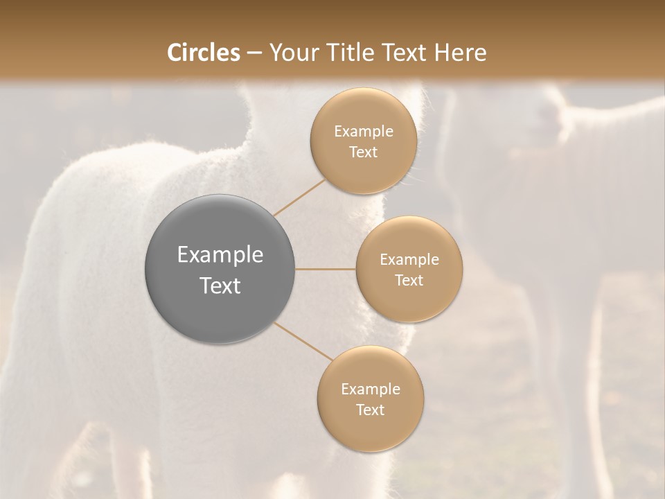 Seasonal Face Lamb PowerPoint Template