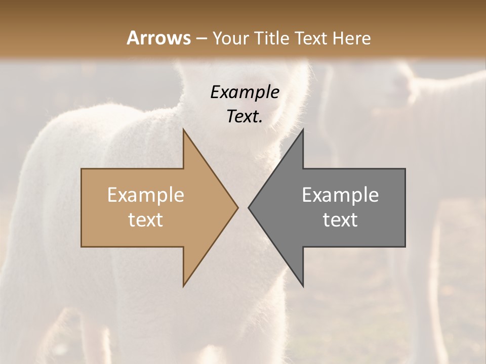 Seasonal Face Lamb PowerPoint Template