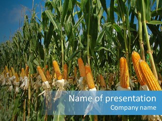 Nature Agriculture Food PowerPoint Template