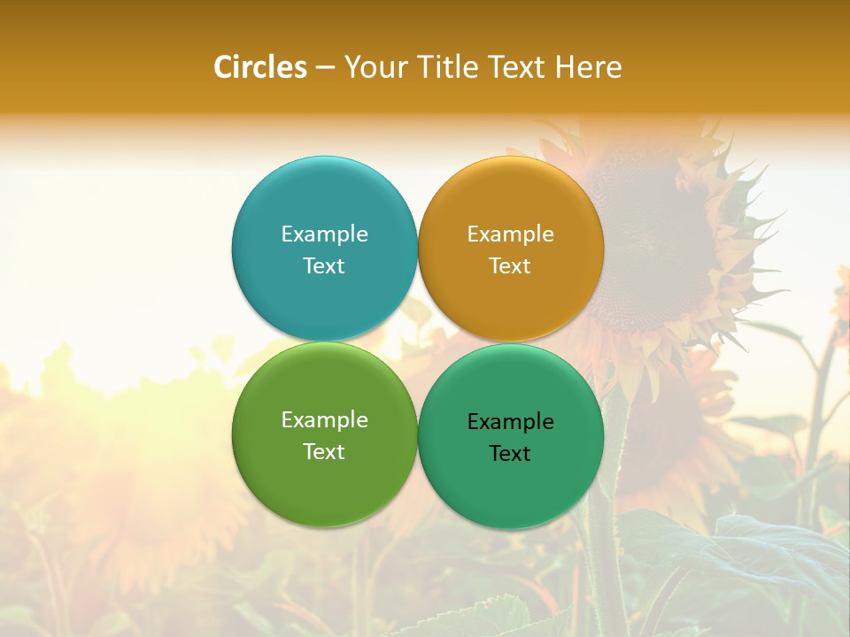 Sunflower Pollen Field PowerPoint Template