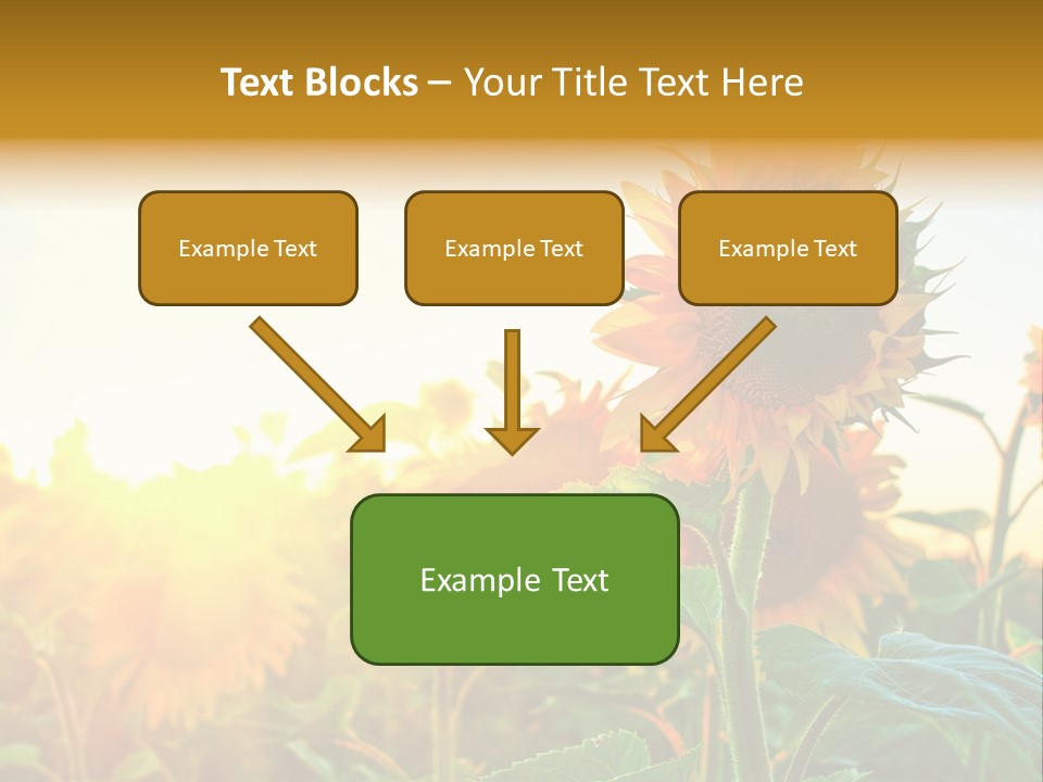 Sunflower Pollen Field PowerPoint Template