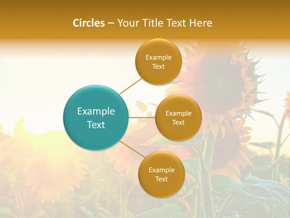 Sunflower Pollen Field PowerPoint Template