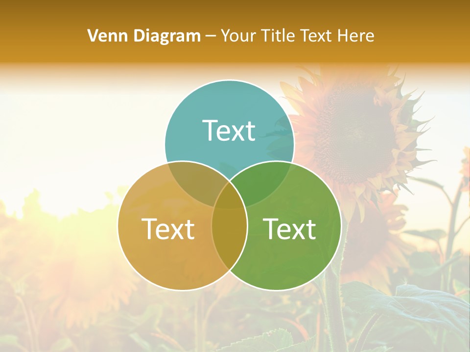 Sunflower Pollen Field PowerPoint Template