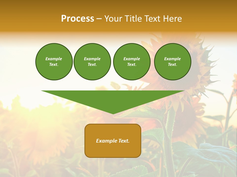 Sunflower Pollen Field PowerPoint Template