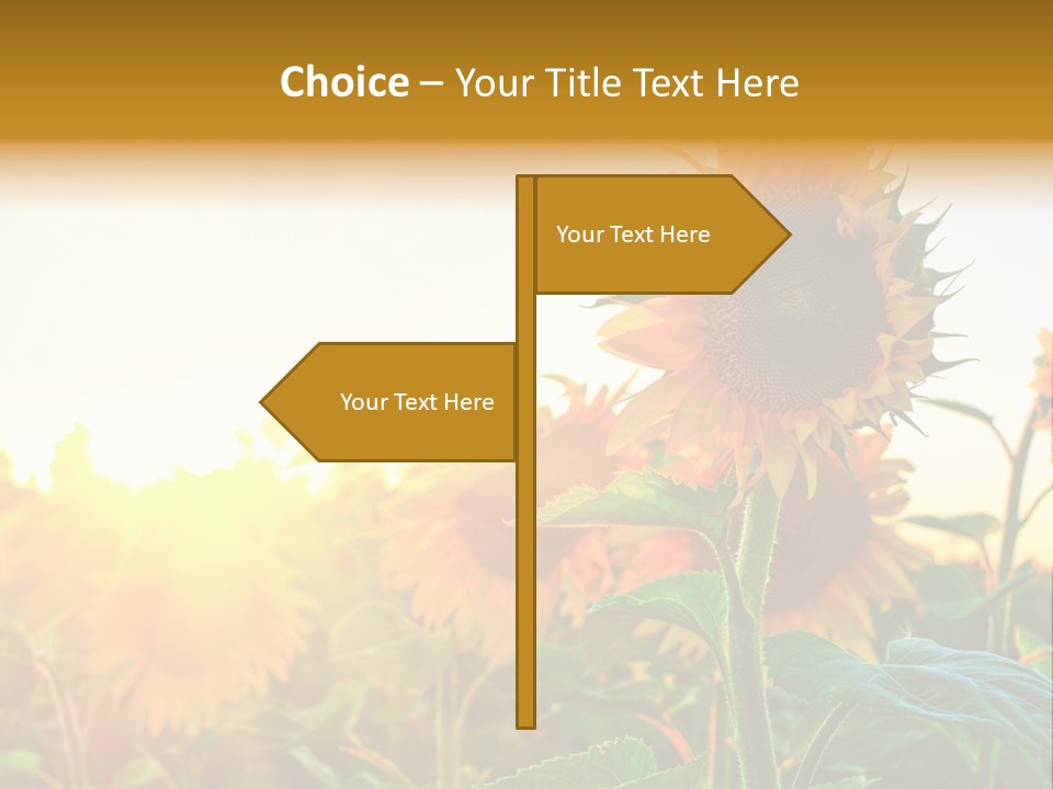 Sunflower Pollen Field PowerPoint Template