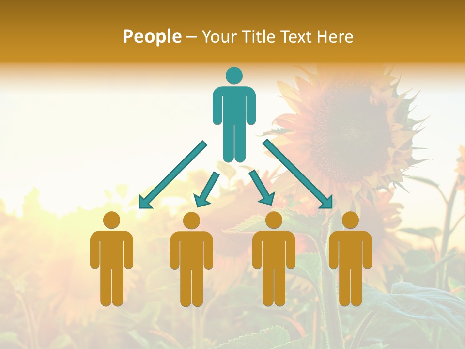 Sunflower Pollen Field PowerPoint Template