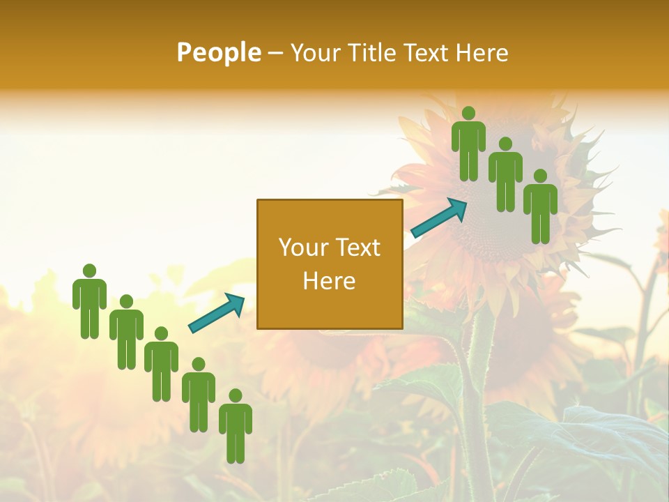 Sunflower Pollen Field PowerPoint Template