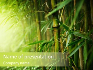 Asia Branch Forest PowerPoint Template