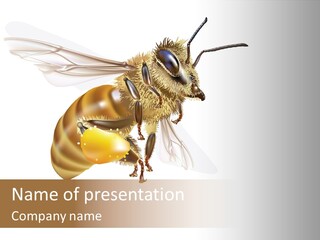 Wax Apiology Beekeeping PowerPoint Template