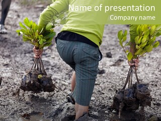 Conservation Holding Mud PowerPoint Template