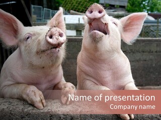 Two Pigs Sitting Next To Each Other With Their Mouths Open PowerPoint Template