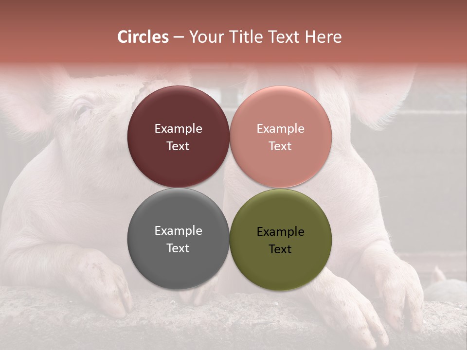 Two Pigs Sitting Next To Each Other With Their Mouths Open PowerPoint Template