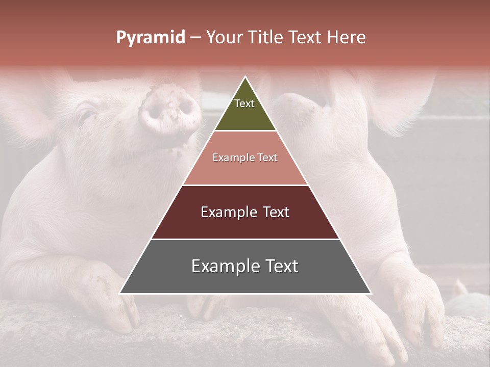 Two Pigs Sitting Next To Each Other With Their Mouths Open PowerPoint Template