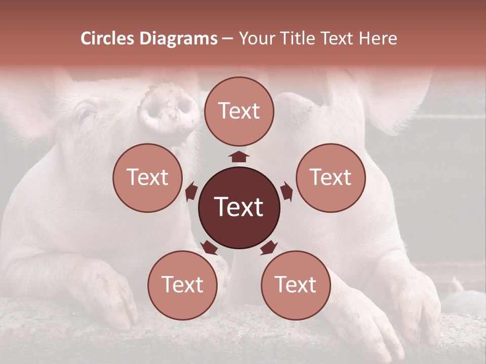 Two Pigs Sitting Next To Each Other With Their Mouths Open PowerPoint Template