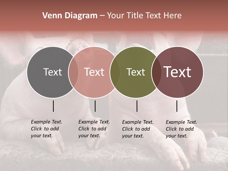 Two Pigs Sitting Next To Each Other With Their Mouths Open PowerPoint Template