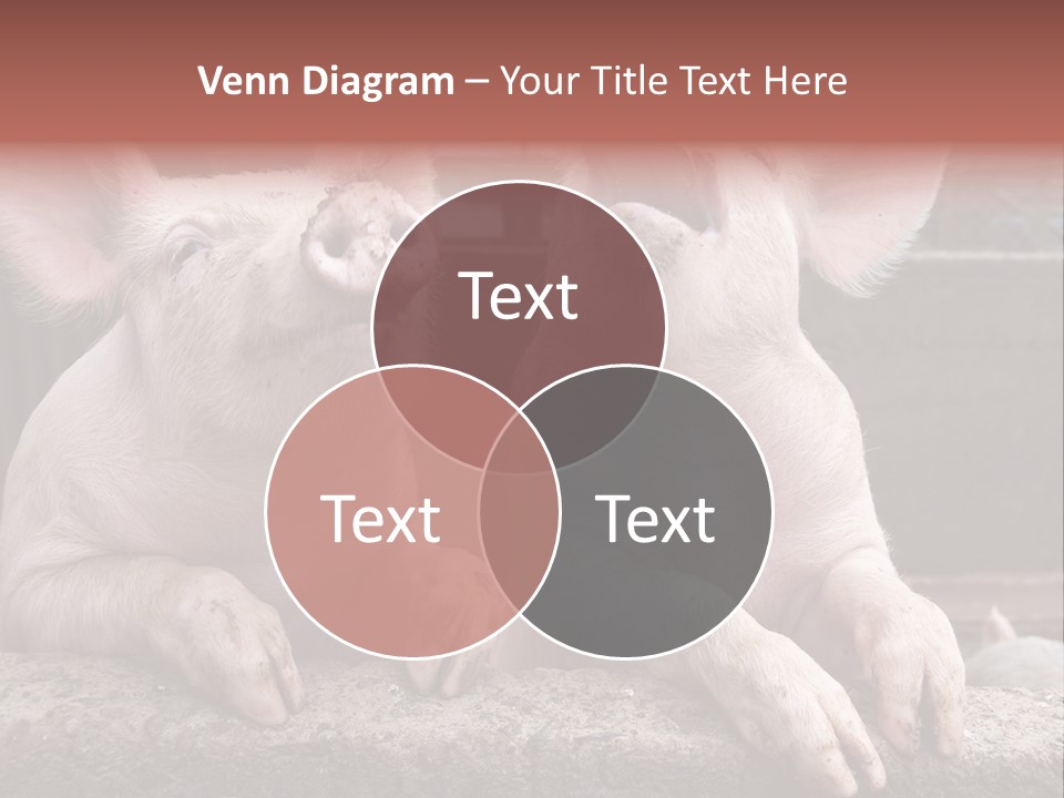 Two Pigs Sitting Next To Each Other With Their Mouths Open PowerPoint Template