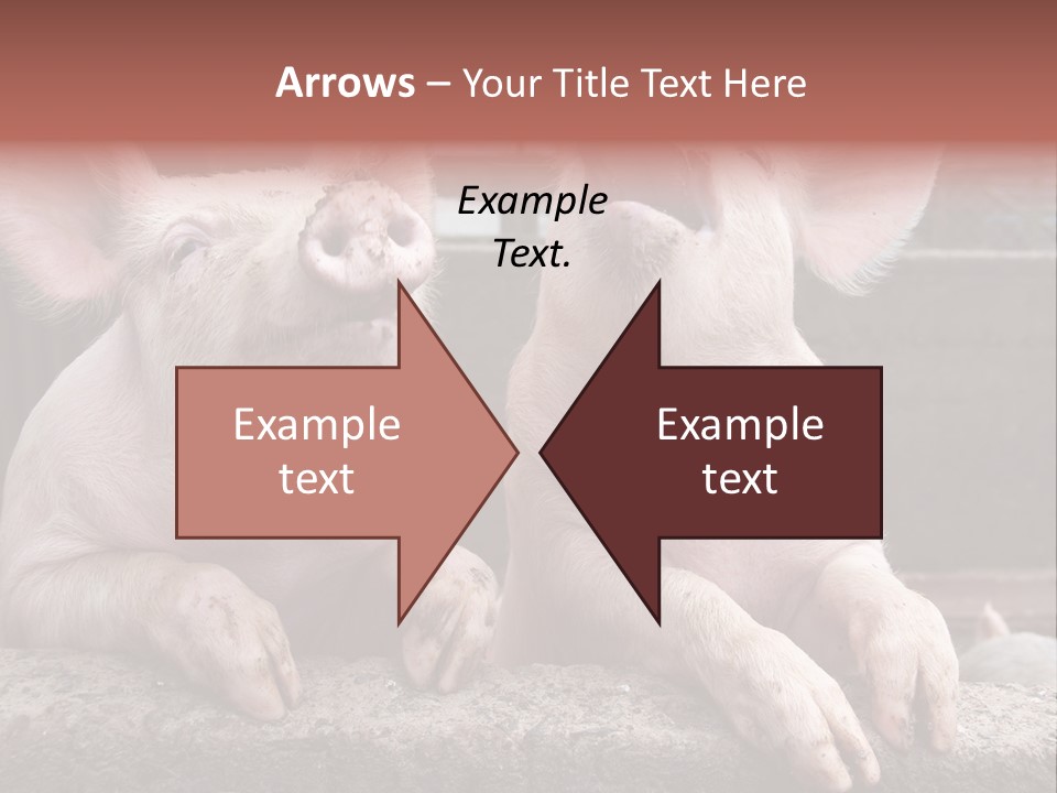 Two Pigs Sitting Next To Each Other With Their Mouths Open PowerPoint Template