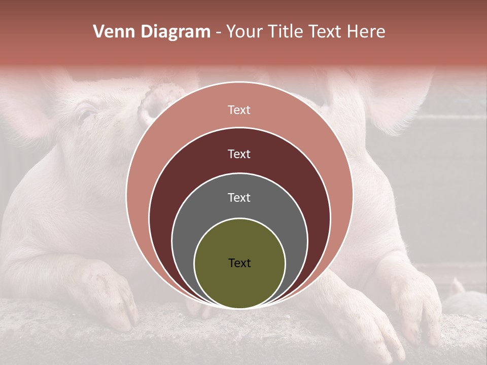 Two Pigs Sitting Next To Each Other With Their Mouths Open PowerPoint Template