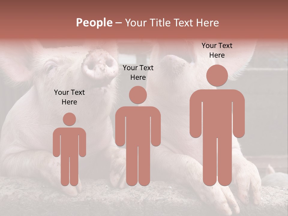 Two Pigs Sitting Next To Each Other With Their Mouths Open PowerPoint Template