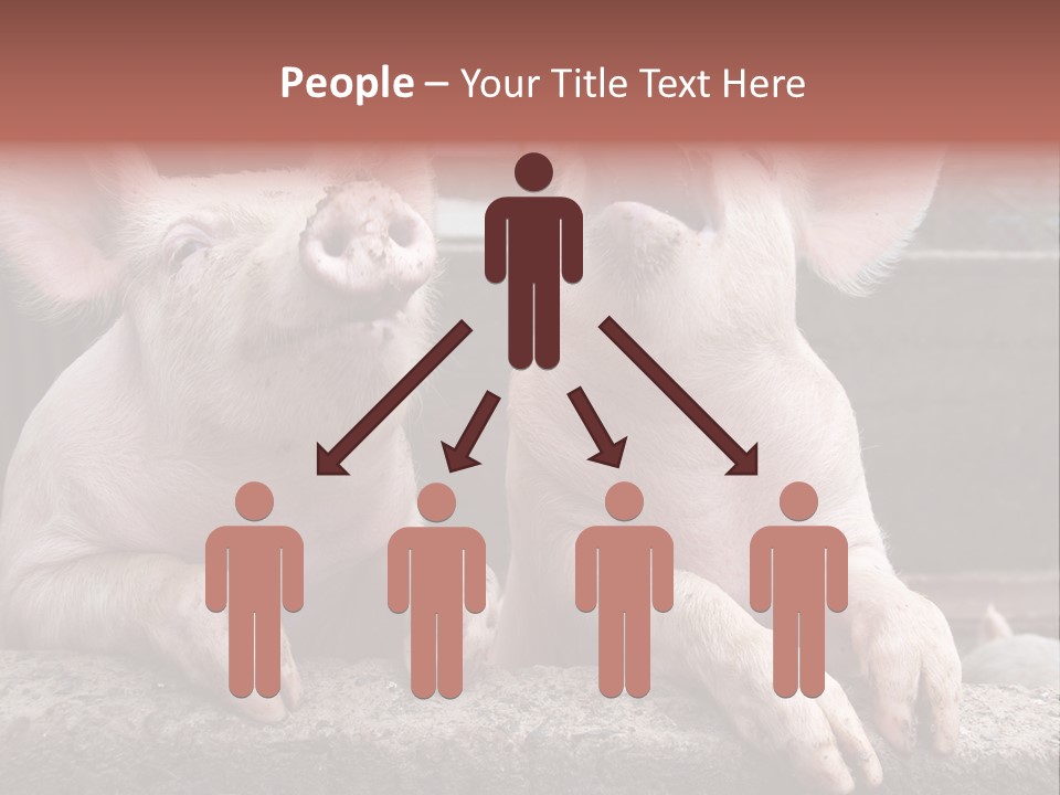 Two Pigs Sitting Next To Each Other With Their Mouths Open PowerPoint Template