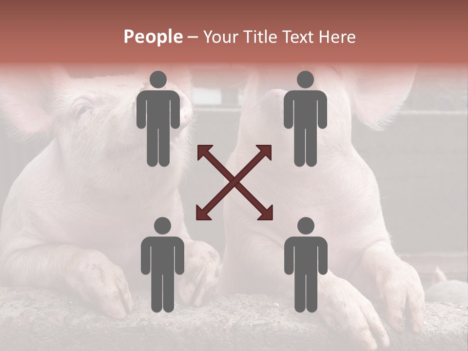 Two Pigs Sitting Next To Each Other With Their Mouths Open PowerPoint Template