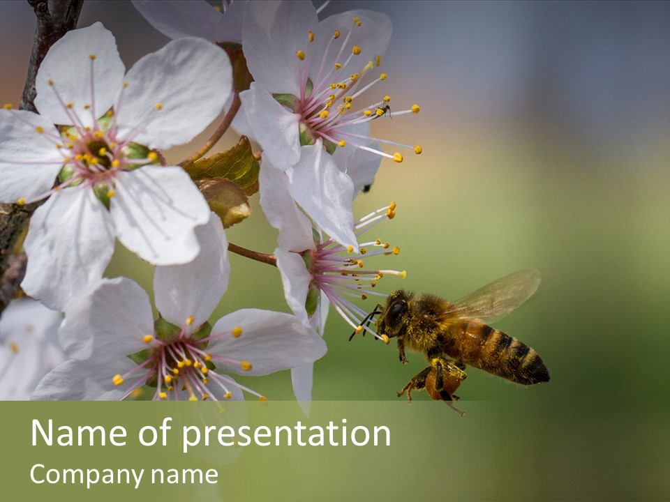 Nature Insect Flight PowerPoint Template