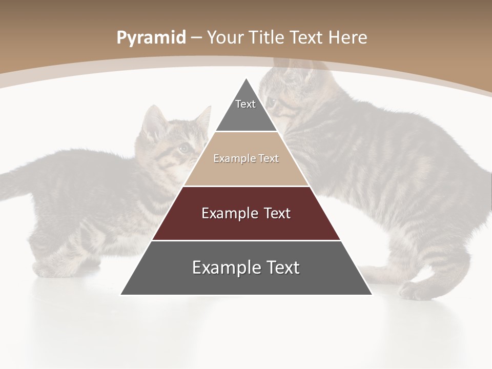 Pussy Postcard Front PowerPoint Template