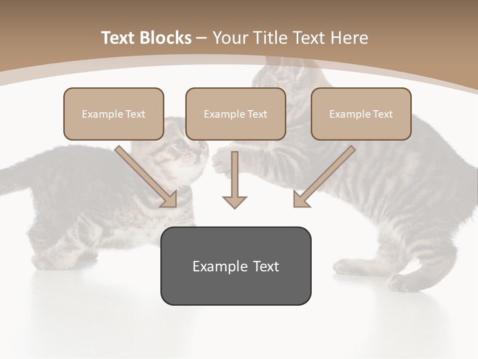 Pussy Postcard Front PowerPoint Template