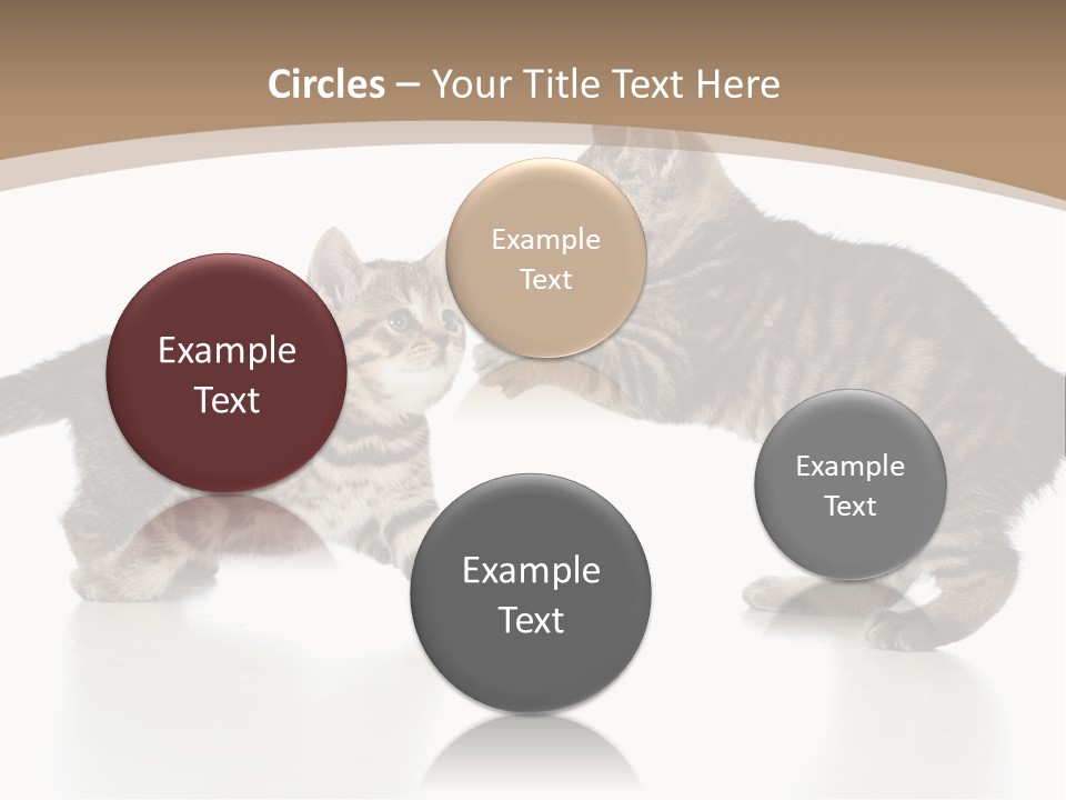 Pussy Postcard Front PowerPoint Template