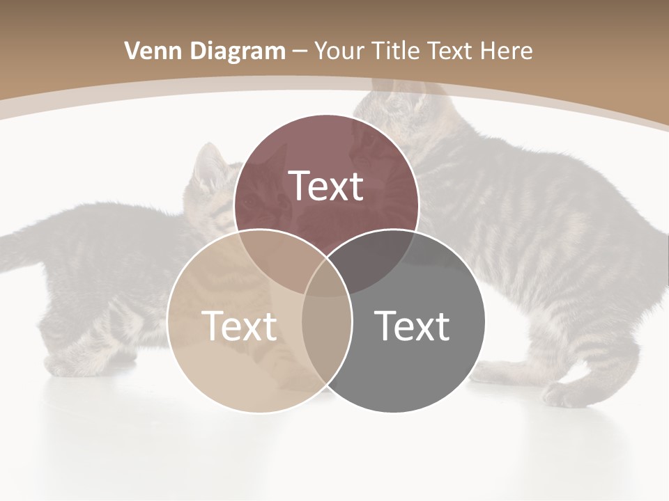 Pussy Postcard Front PowerPoint Template