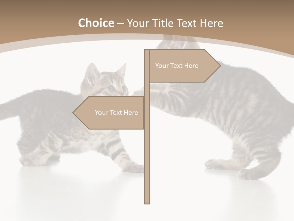 Pussy Postcard Front PowerPoint Template