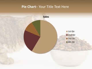 Cat Fur Food PowerPoint Template