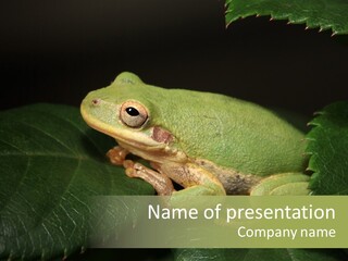Frog Green Frog Nature PowerPoint Template