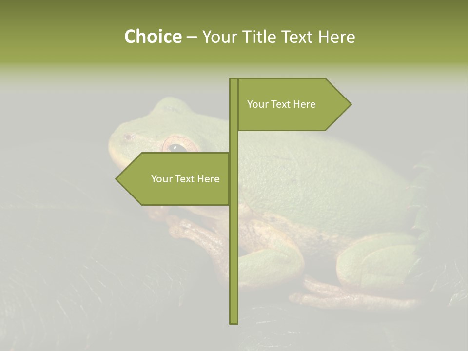 Frog Green Frog Nature PowerPoint Template