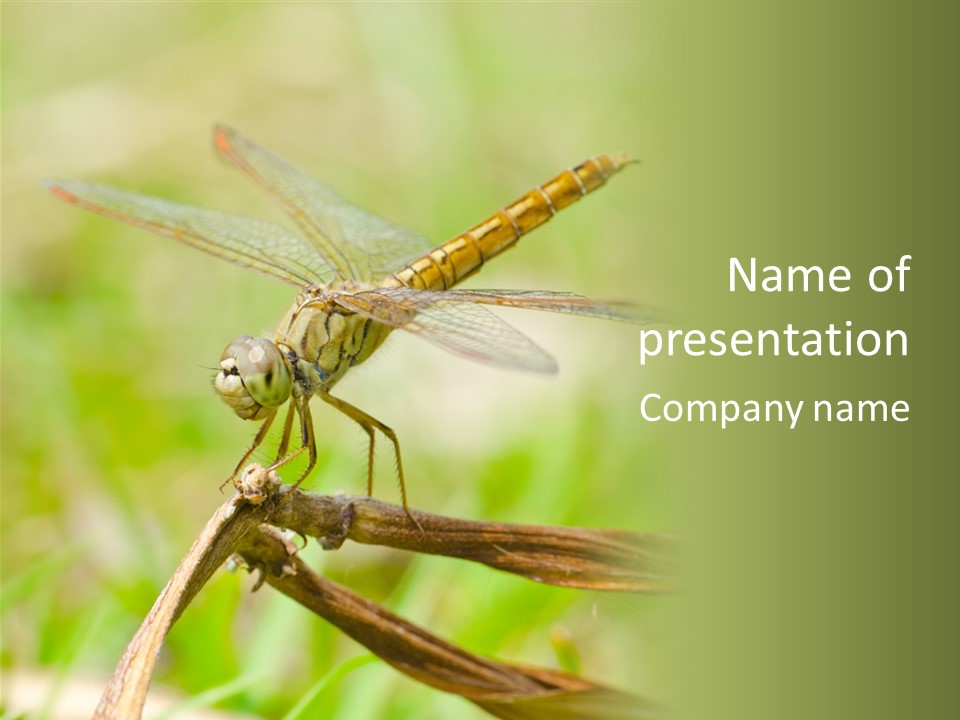 Brown Epiprocta Snaketail PowerPoint Template