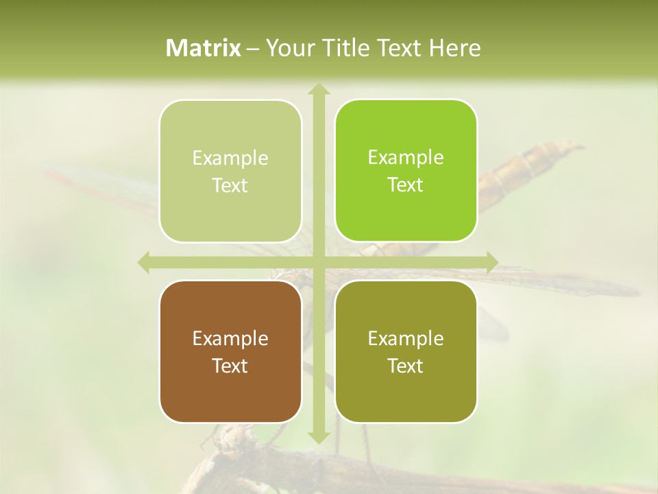 Brown Epiprocta Snaketail PowerPoint Template