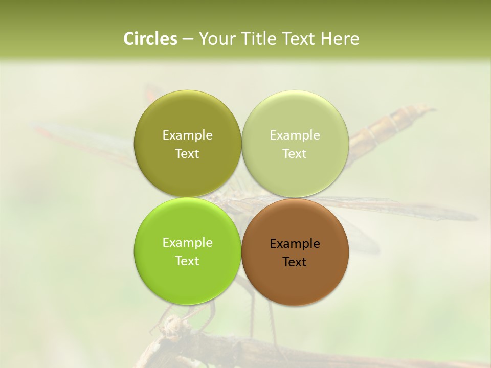 Brown Epiprocta Snaketail PowerPoint Template